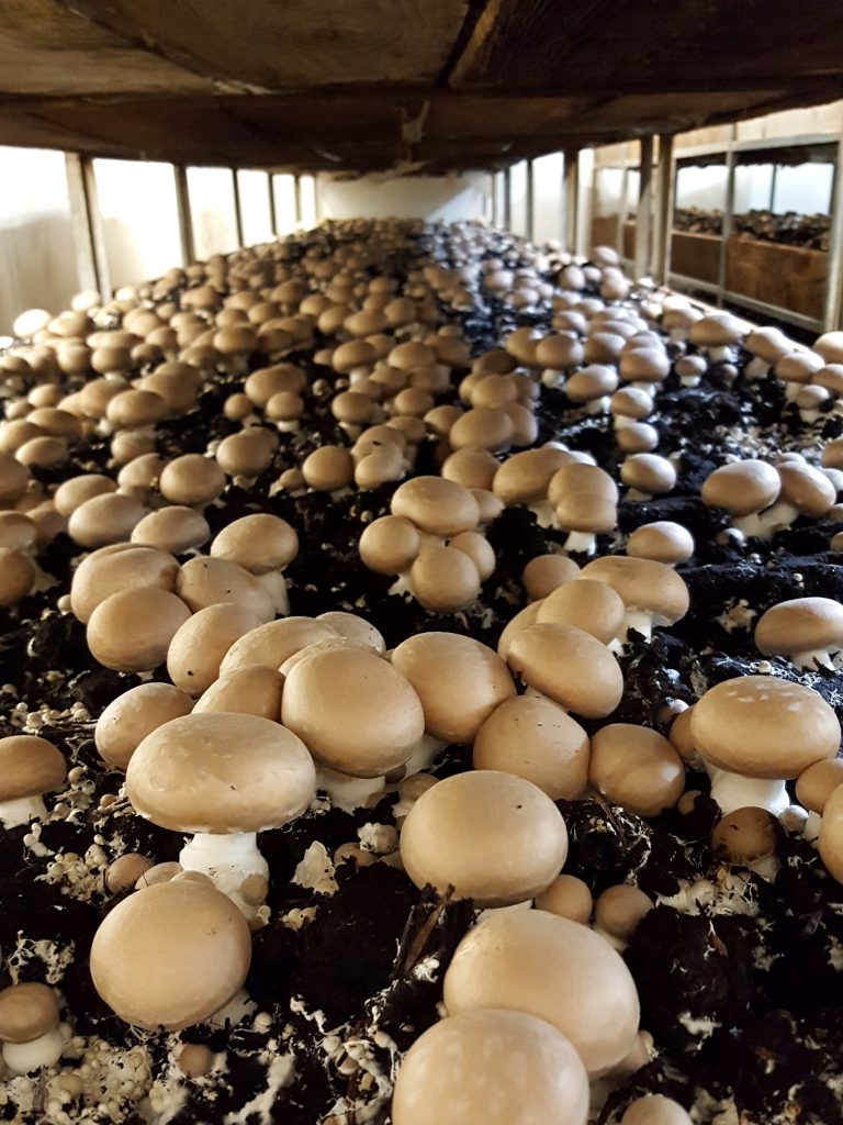 Marland Mushrooms Piecework Rates Action Australian Farmers' Fighting